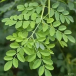 Comment utiliser le Moringa pour guérir des maladies ?