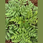 Quelles plantes soignent le paludisme naturellement ?
